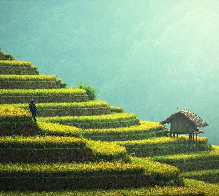 agriculture, rice plantation, thailand-1807581.jpg
