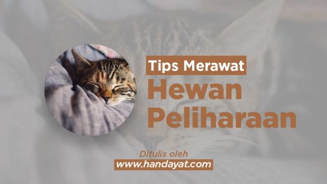 Tips Merawat Hewan